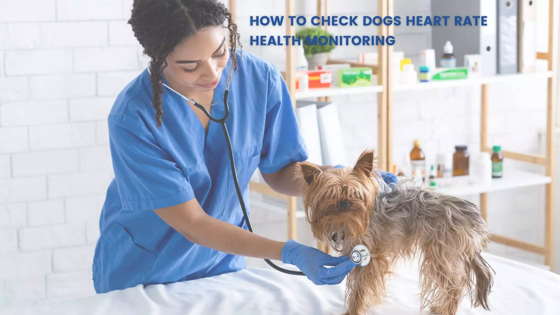 How to Check Dogs Heart Rate