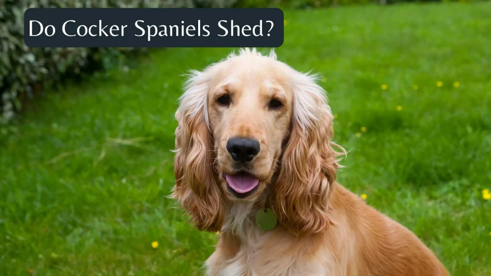 Cocker Spaniel Shedding Guide : Do Cocker Spaniels Shed? A ...
