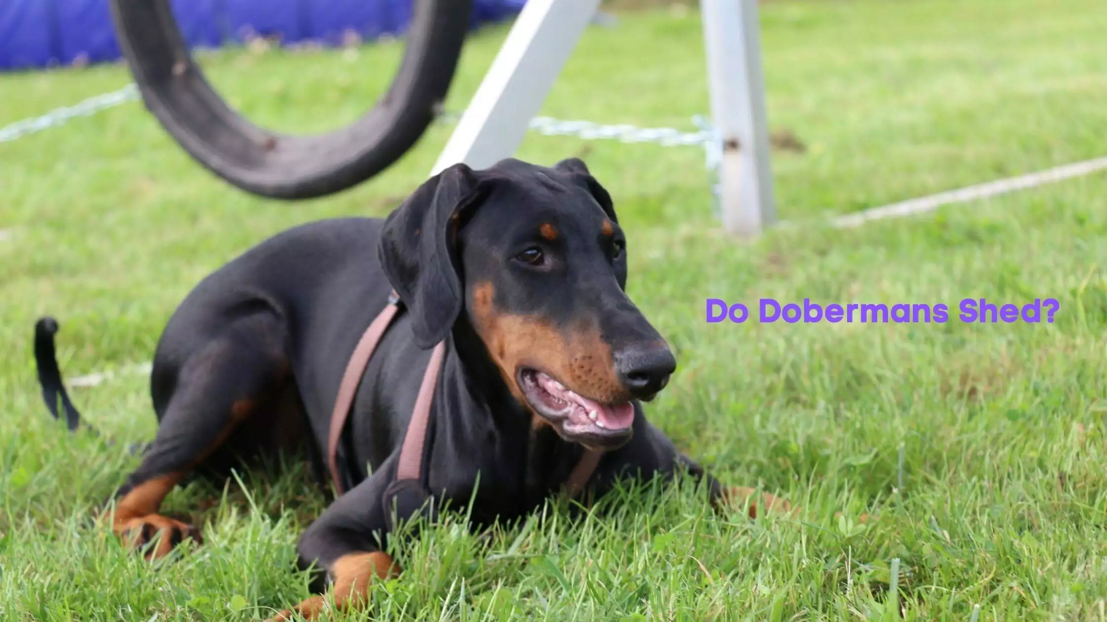Do Dobermans Shed? Shedding Frequency & Complete Guide
