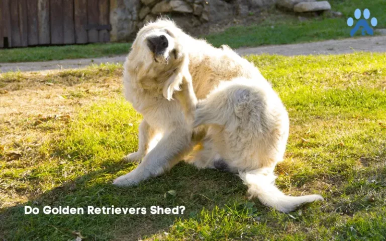 Do Golden Retrievers, Shed? Shedding Frequency & Complete Guide