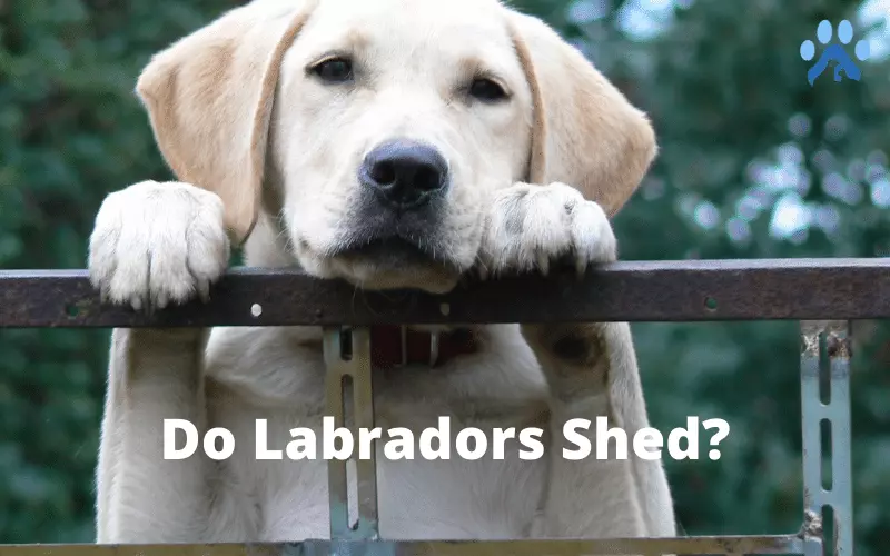 Do Labradors Shed