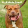 Do Pitbulls Shed?