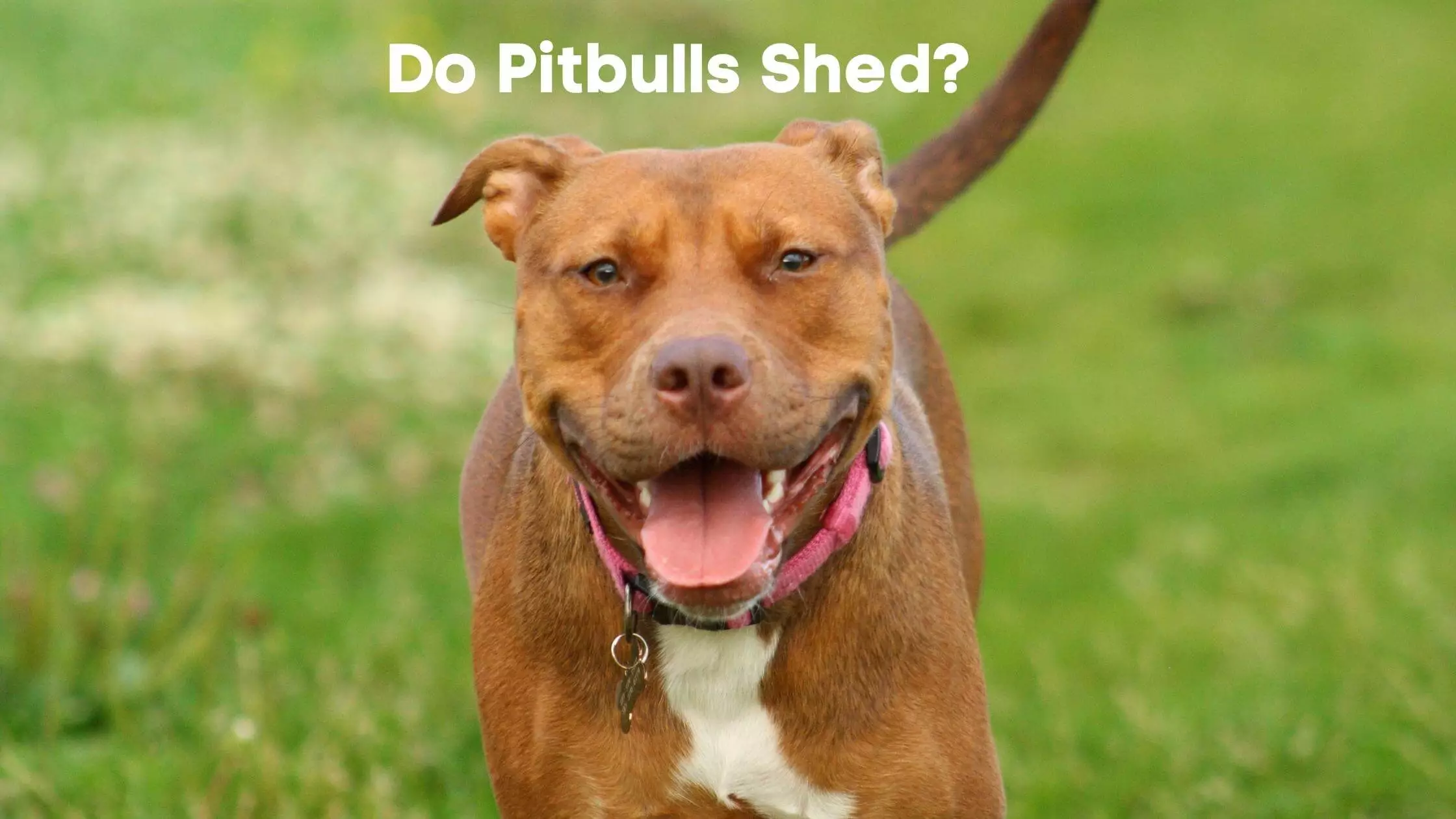 Do Pitbulls Shed?