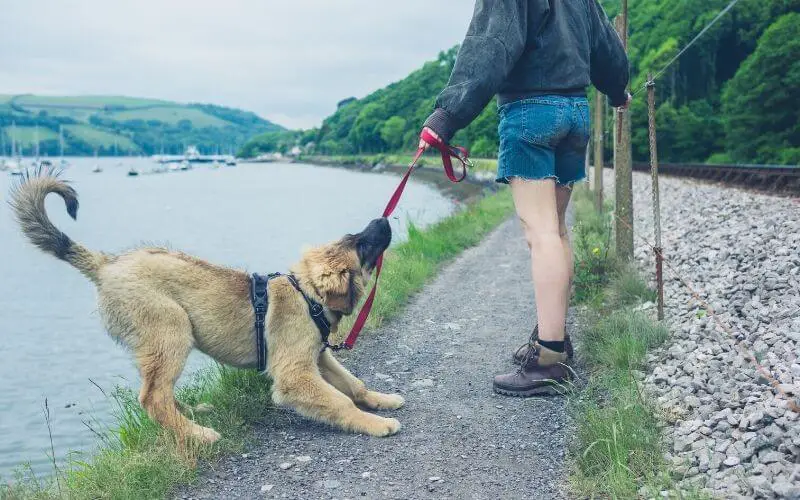 Dog Active Escape Behavior