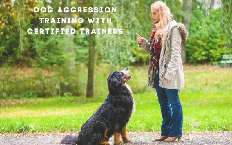 Dog Aggression Training with Certified Trainers – For All Dog Breeds