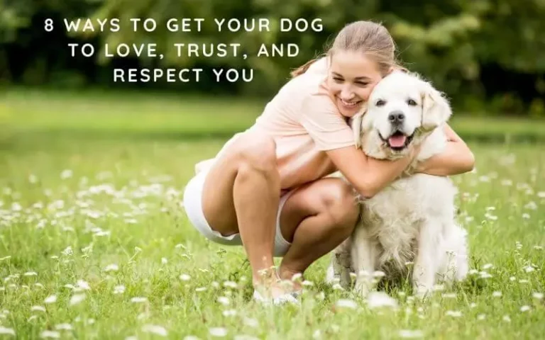 8 Ways to Get Your Dog to Love, Trust, and Respect You