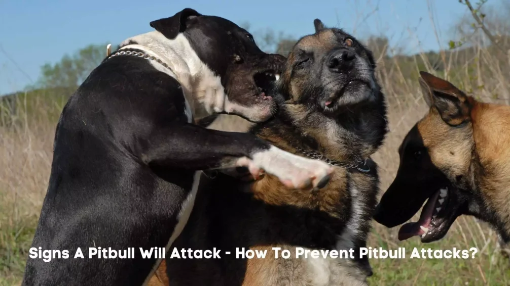 Signs A Pitbull Will Attack - How To Prevent Pitbull Attacks? 1 Signs A Pitbull Will Attack