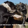Signs A Pitbull Will Attack - How To Prevent Pitbull Attacks? 3 Signs A Pitbull Will Attack
