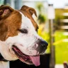 How To Use A Prong Collar