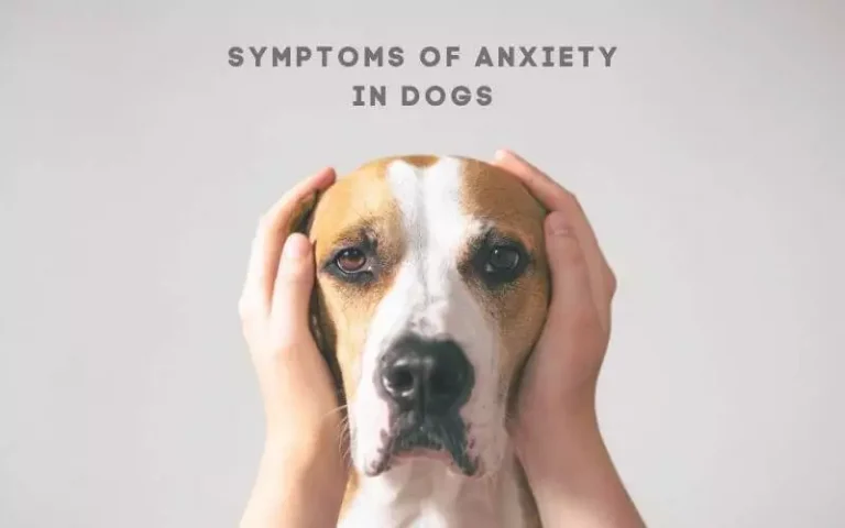 Symptoms of Anxiety in Dogs – Causes, Signs & Symptoms