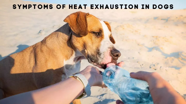 Heat Exhaustion In Dogs – Causes & Symptoms