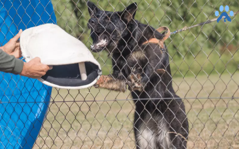 Establishing Boundaries for German Shepherd