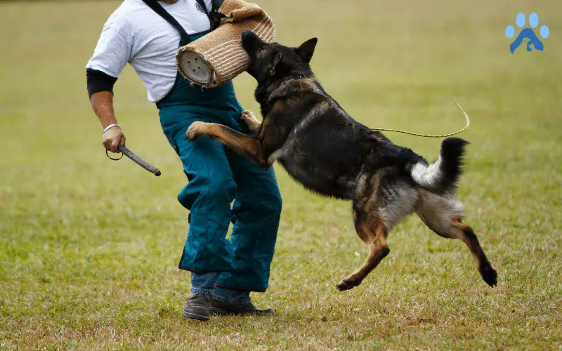 German Shepherd can Attack While Training