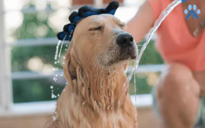 Golden Retriever Bathing