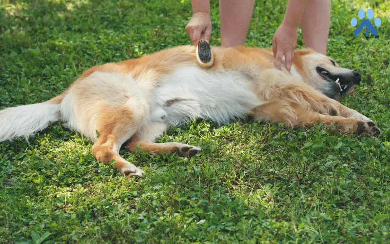 Golden Retriever Brushing