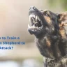 How to Train a German Shepherd to Attack