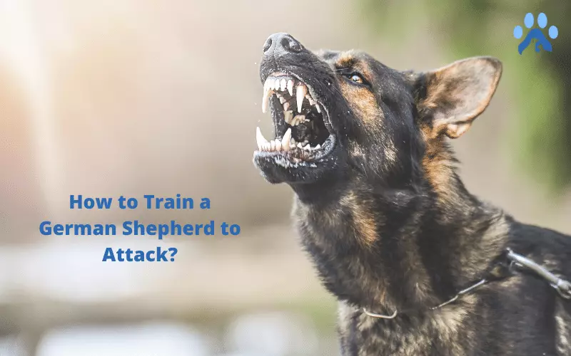 How to Train a German Shepherd to Attack