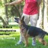 How to Train a German Shepherd to Protect You