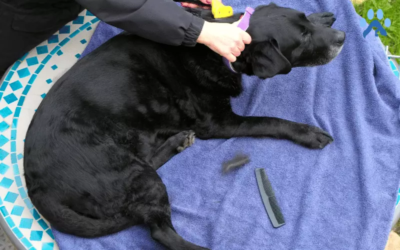 Labrador Grooming