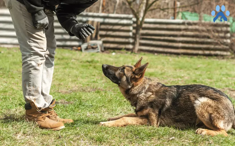 Obedience Training German Shepherd