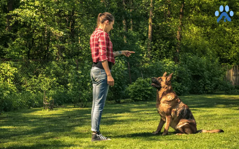 Teach the Attack Commands and Hand Signals