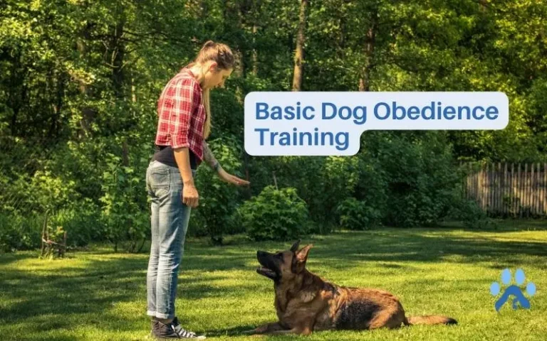 Basic Dog Obedience Training – Dog Training Essentials