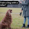 How to Train a Dog with a Shock Collar? Detailed Guide 6 How to Train a Dog with a Shock Collar?