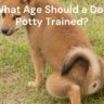 At What Age Should a Dog Be Potty Trained?
