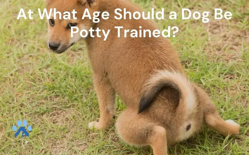 At What Age Should a Dog Be Potty Trained?