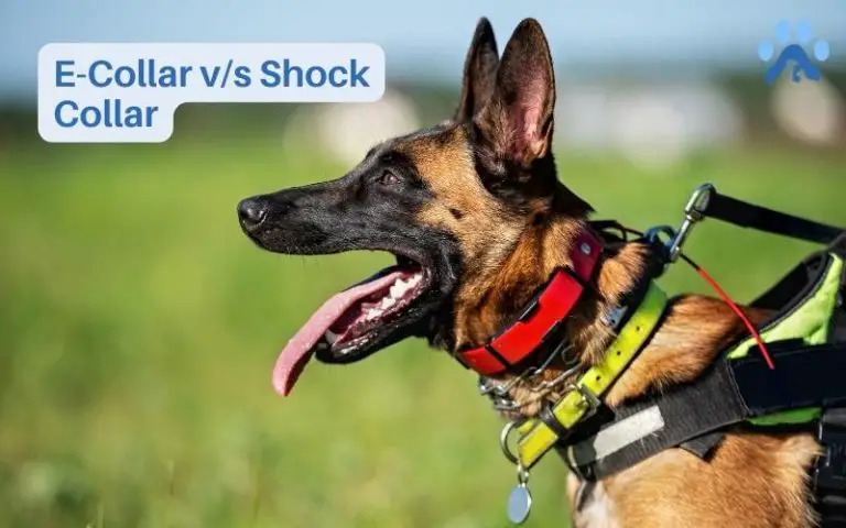 E-Collar vs. Shock Collar: What’s the Difference? – Pets Guide