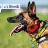 E-Collar vs. Shock Collar