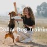 How to Train Your Dog with an E-Collar?
