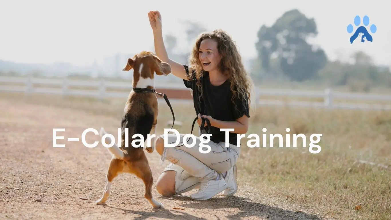 How to Train Your Dog with an E-Collar?