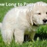 How Long Does It Take to Potty Train a Puppy?