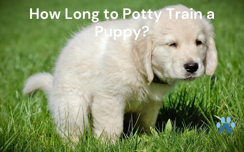 How Long Does It Take to Potty Train a Puppy?