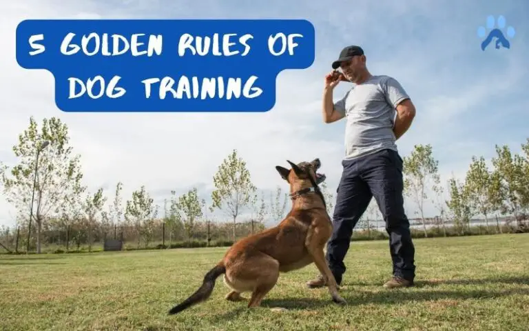 What are the 5 Golden Rules of Dog Training? – Pets Guide