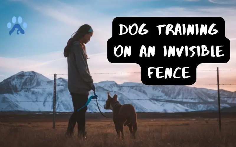 How to Train a Dog on an Invisible Fence? Pets Guide