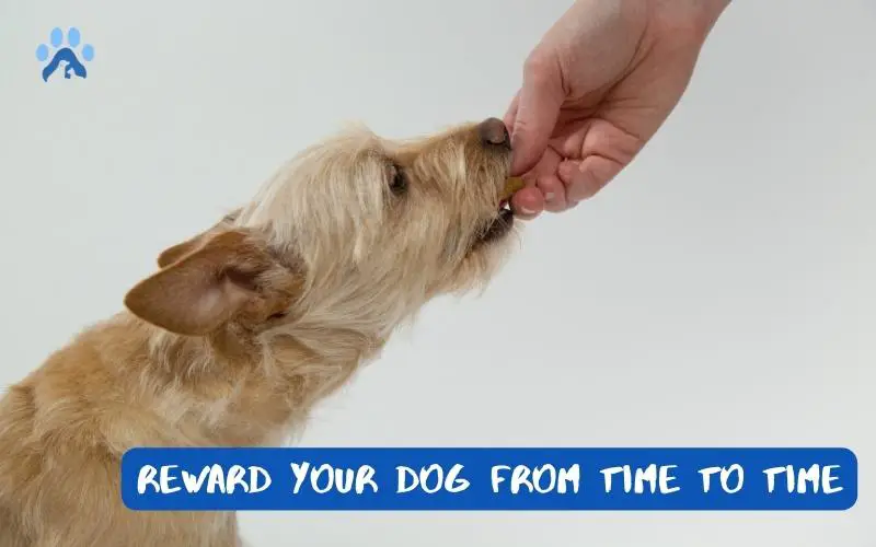 Reward Your Dog from Time to Time