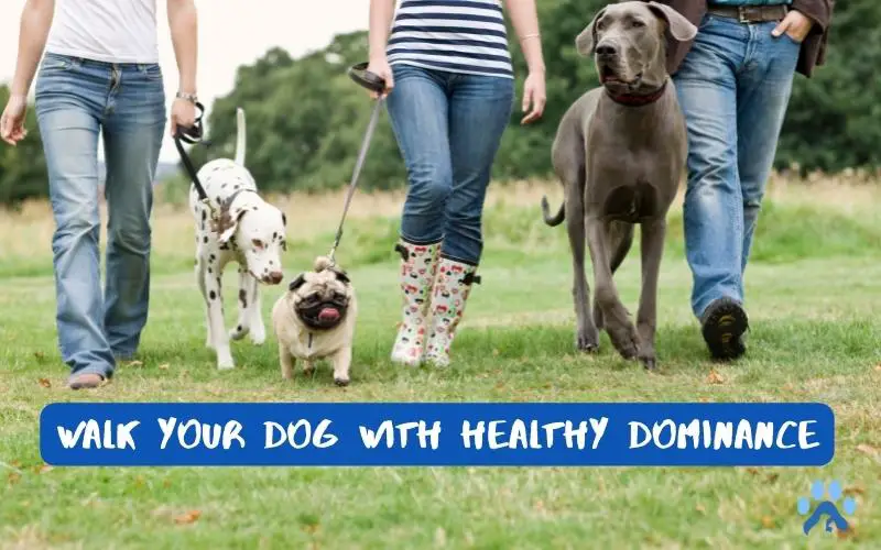 Walk Your Dog with Healthy Dominance