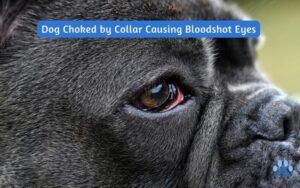Dog Choked By Collar Causing Bloodshot Eyes - Pets Guide