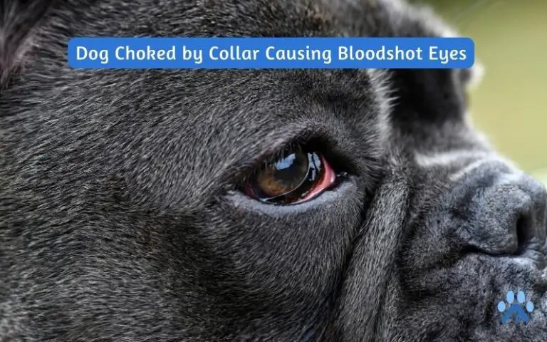 Dog Choked by Collar Causing Bloodshot Eyes – Pets Guide