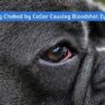 Dog Choked by Collar Causing Bloodshot Eyes