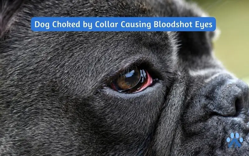 Dog Choked by Collar Causing Bloodshot Eyes