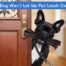 Dog Won't Let Me Put Leash On
