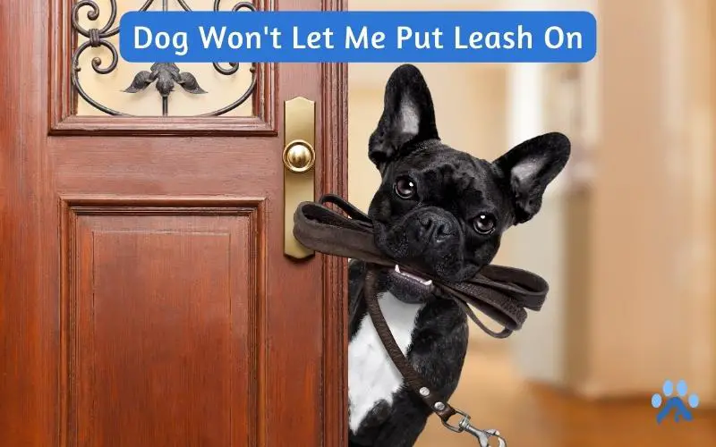 Dog Won't Let Me Put Leash On
