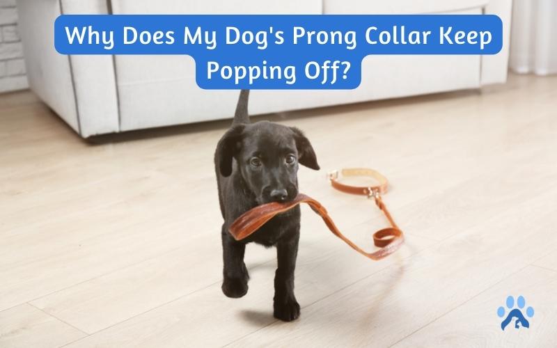 Why Does My Dog’s Prong Collar Keep Popping Off? – Pets Guide