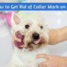 How to Get Rid of Collar Mark on Dog