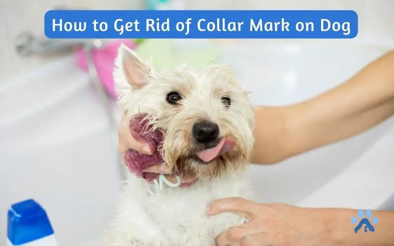 How to Get Rid of Collar Mark on Dog