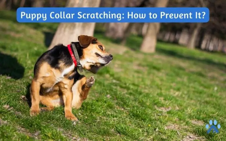 Puppy Collar Scratching: How to Prevent It?