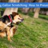 Puppy Collar Scratching: How to Prevent It?